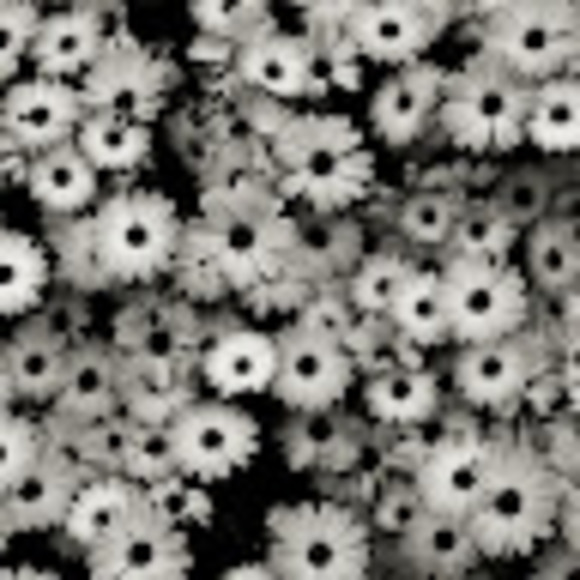 Meet your Posher, Reece - Picture 1 of 1